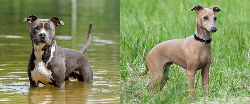 Italian Greyhound vs American Staffordshire Terrier - Breed Comparison