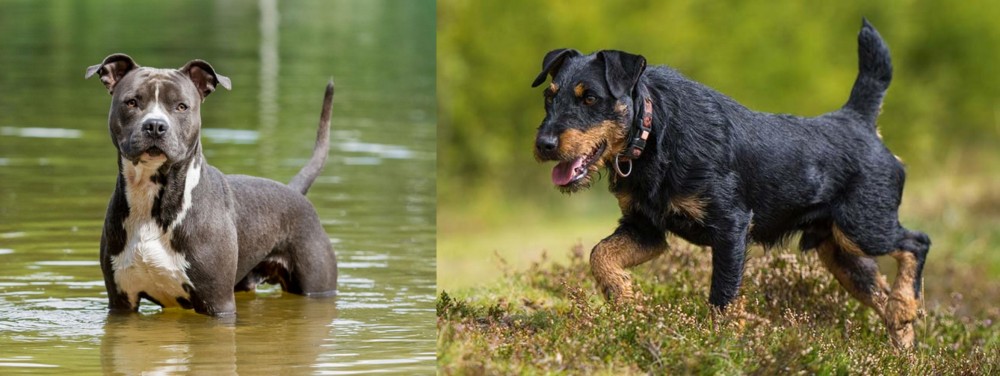 Jagdterrier vs American Staffordshire Terrier - Breed Comparison