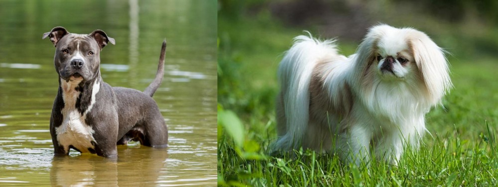 Japanese Chin vs American Staffordshire Terrier - Breed Comparison