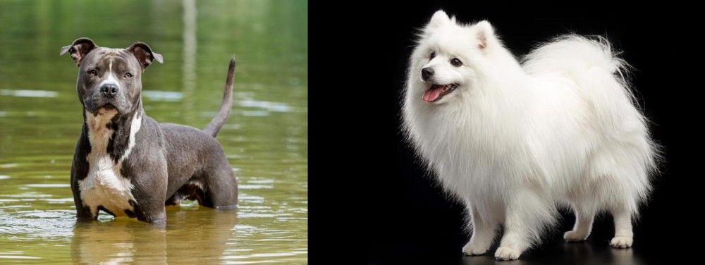 Japanese Spitz vs American Staffordshire Terrier - Breed Comparison