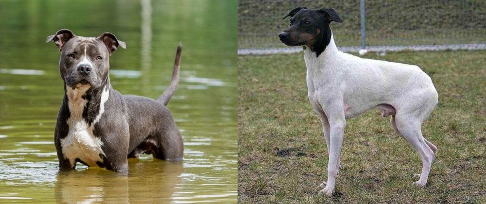 Japanese Terrier vs American Staffordshire Terrier - Breed Comparison