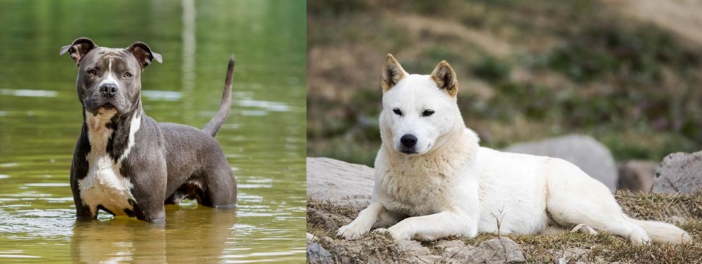 Jindo vs American Staffordshire Terrier - Breed Comparison