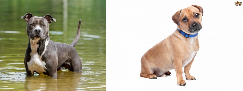 Jug vs American Staffordshire Terrier - Breed Comparison