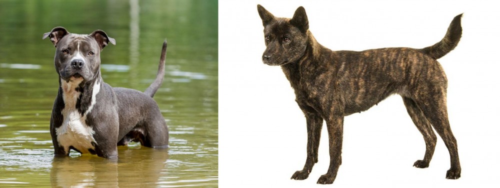 Kai Ken vs American Staffordshire Terrier - Breed Comparison