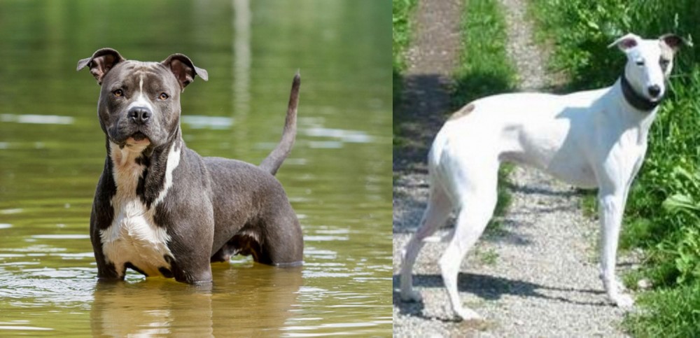 Kaikadi vs American Staffordshire Terrier - Breed Comparison