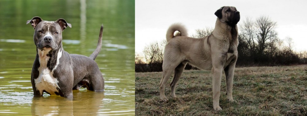 Kangal Dog vs American Staffordshire Terrier - Breed Comparison