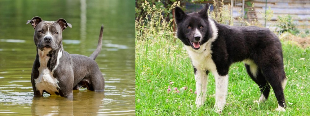 Karelian Bear Dog vs American Staffordshire Terrier - Breed Comparison
