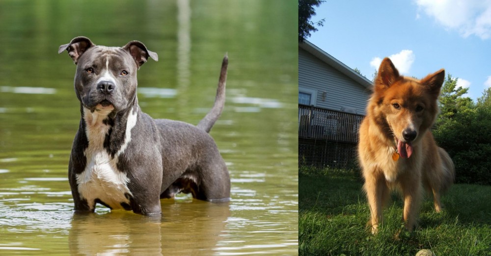 Karelo-Finnish Laika vs American Staffordshire Terrier - Breed Comparison