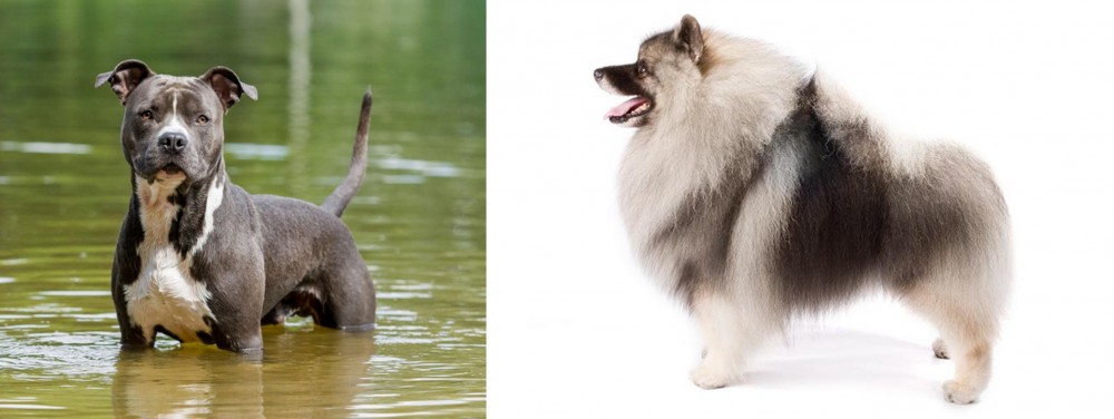 Keeshond vs American Staffordshire Terrier - Breed Comparison