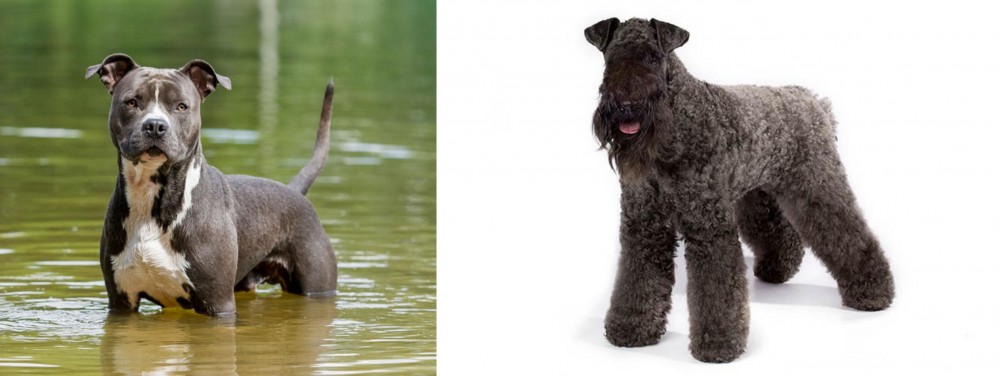 Kerry Blue Terrier vs American Staffordshire Terrier - Breed Comparison