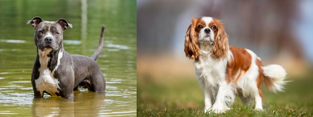 King Charles Spaniel vs American Staffordshire Terrier - Breed Comparison