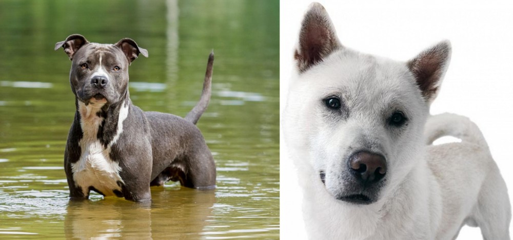 Kishu vs American Staffordshire Terrier - Breed Comparison