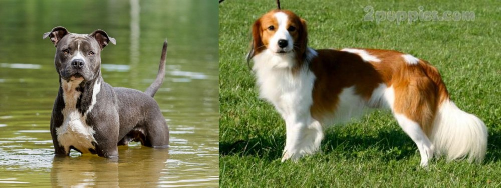 Kooikerhondje vs American Staffordshire Terrier - Breed Comparison