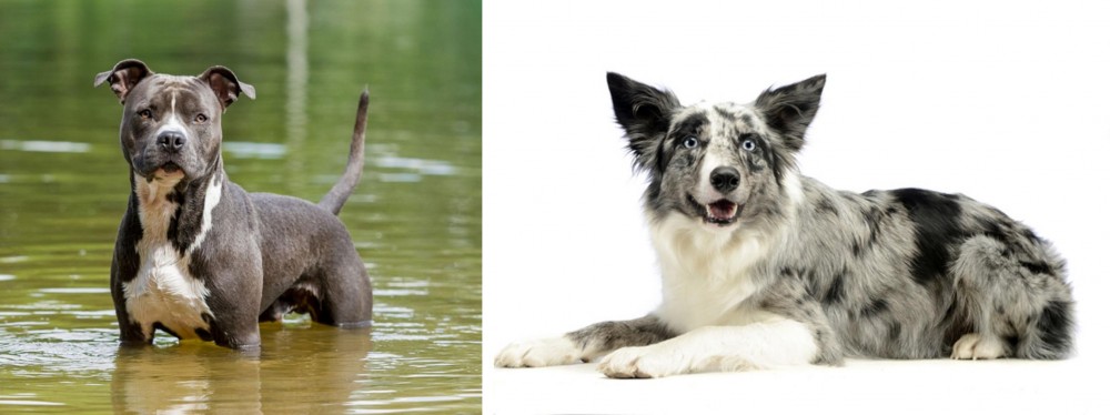 Koolie vs American Staffordshire Terrier - Breed Comparison