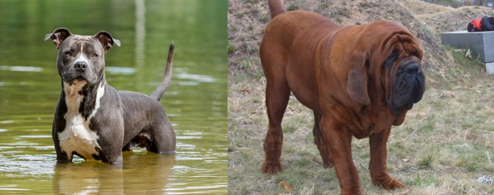 Korean Mastiff vs American Staffordshire Terrier - Breed Comparison