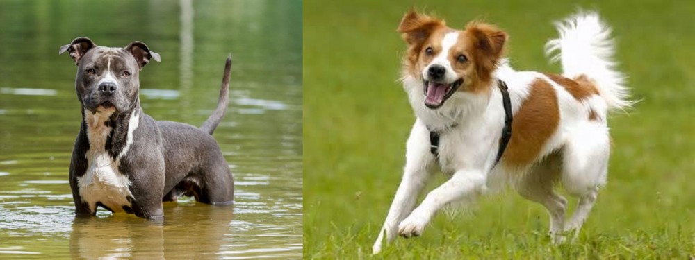 Kromfohrlander vs American Staffordshire Terrier - Breed Comparison