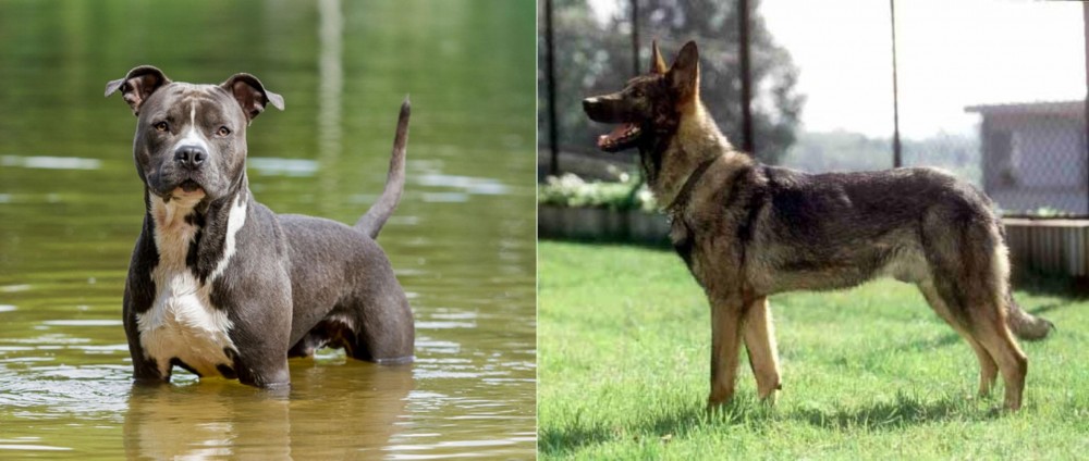 Kunming Dog vs American Staffordshire Terrier - Breed Comparison