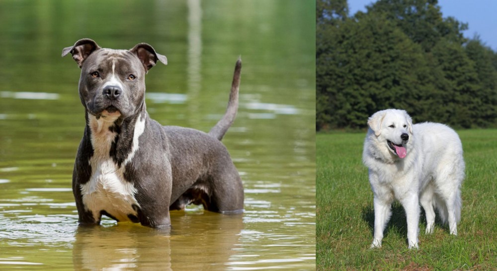 Kuvasz vs American Staffordshire Terrier - Breed Comparison