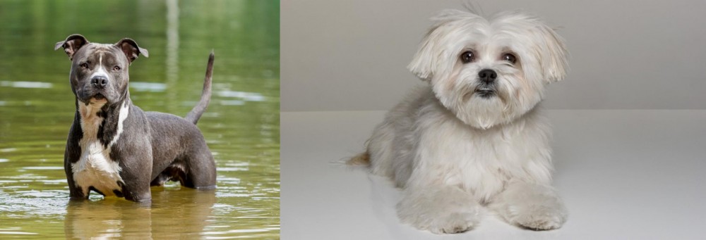 Kyi-Leo vs American Staffordshire Terrier - Breed Comparison