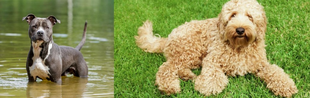 Labradoodle vs American Staffordshire Terrier - Breed Comparison