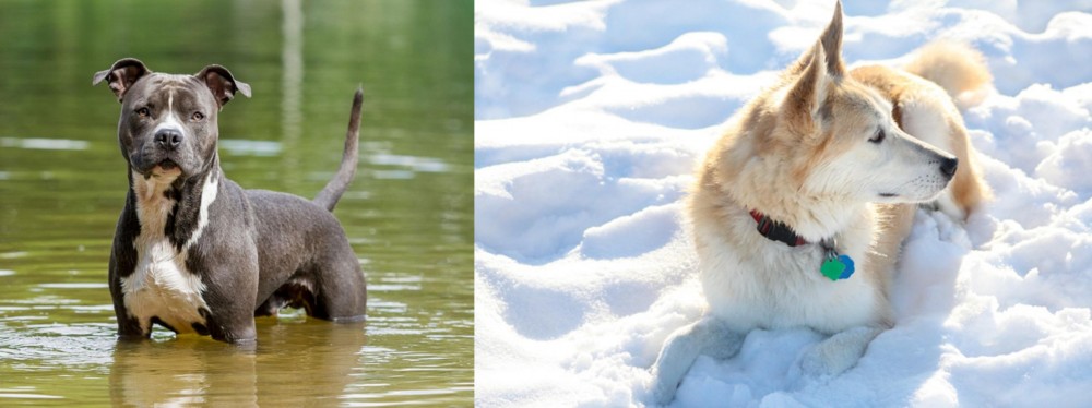 Labrador Husky vs American Staffordshire Terrier - Breed Comparison