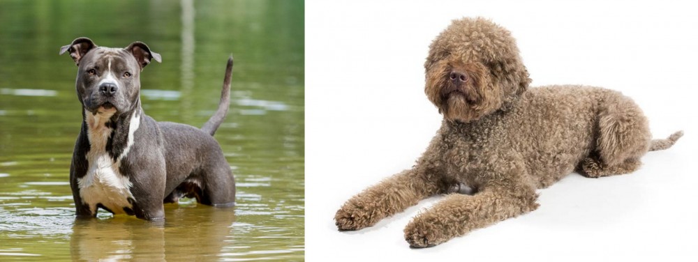 Lagotto Romagnolo vs American Staffordshire Terrier - Breed Comparison