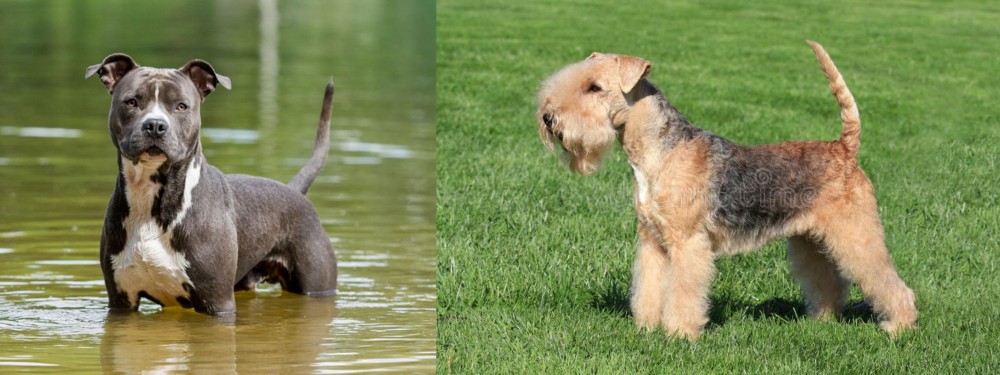 Lakeland Terrier vs American Staffordshire Terrier - Breed Comparison