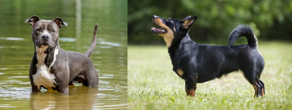 Lancashire Heeler vs American Staffordshire Terrier - Breed Comparison