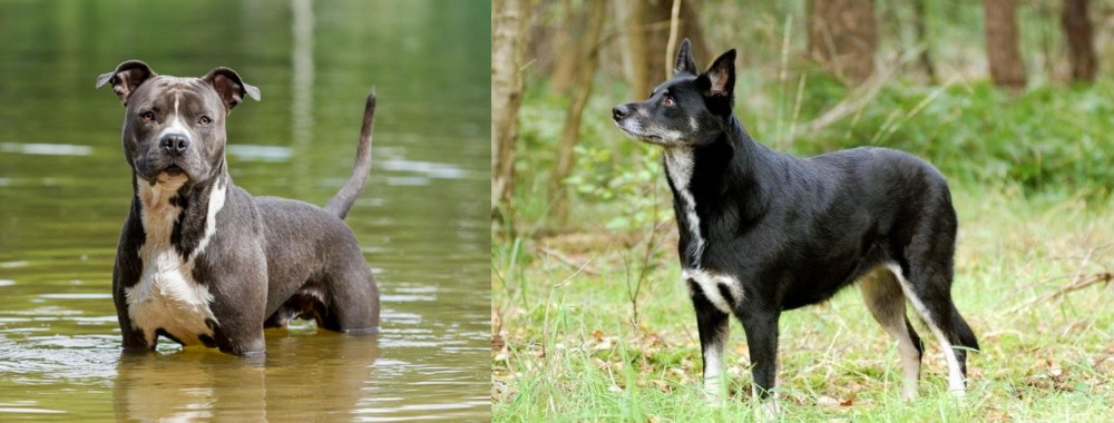 Lapponian Herder vs American Staffordshire Terrier - Breed Comparison