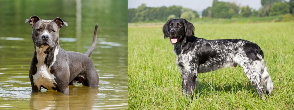 Large Munsterlander vs American Staffordshire Terrier - Breed Comparison