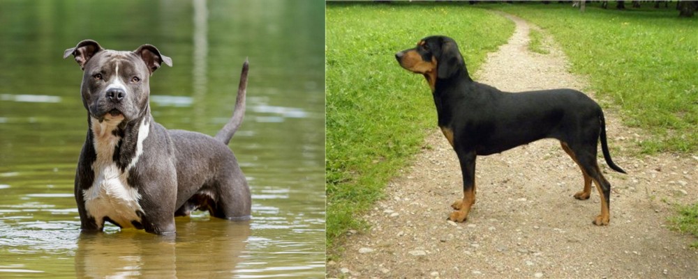 Latvian Hound vs American Staffordshire Terrier - Breed Comparison