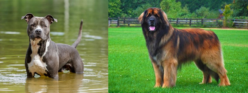 Leonberger vs American Staffordshire Terrier - Breed Comparison