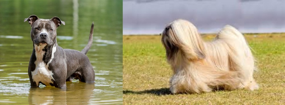 Lhasa Apso vs American Staffordshire Terrier - Breed Comparison