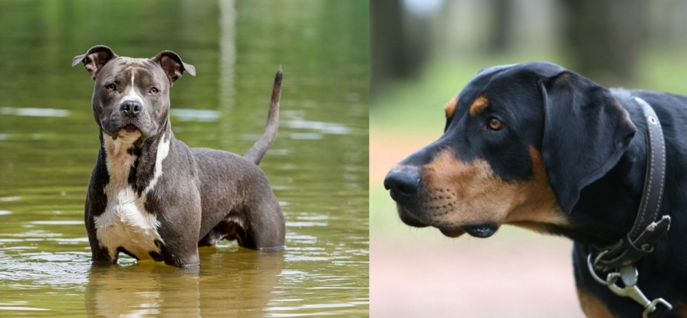 Lithuanian Hound vs American Staffordshire Terrier - Breed Comparison