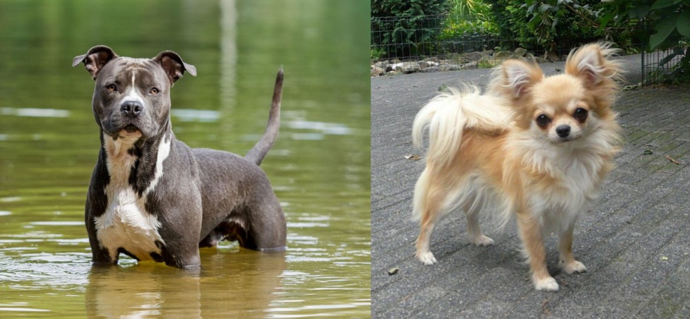 Long Haired Chihuahua vs American Staffordshire Terrier - Breed Comparison