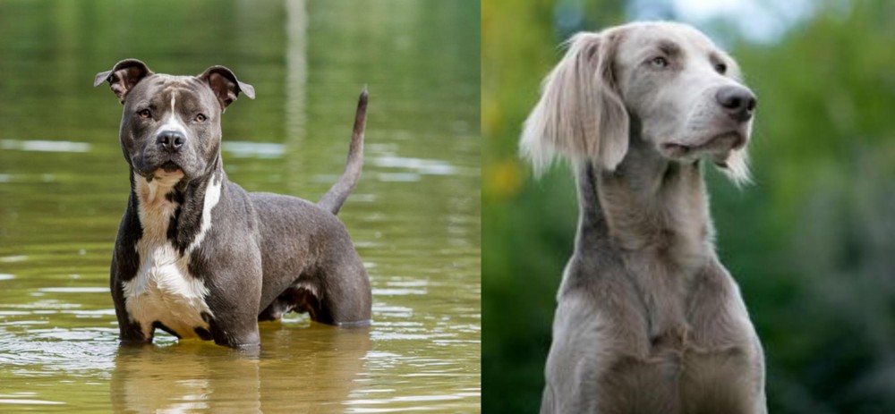 Longhaired Weimaraner vs American Staffordshire Terrier - Breed Comparison
