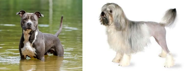 Lowchen vs American Staffordshire Terrier - Breed Comparison
