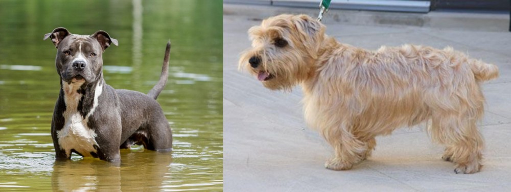 Lucas Terrier vs American Staffordshire Terrier - Breed Comparison
