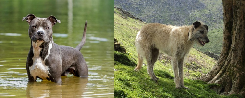 Lurcher vs American Staffordshire Terrier - Breed Comparison