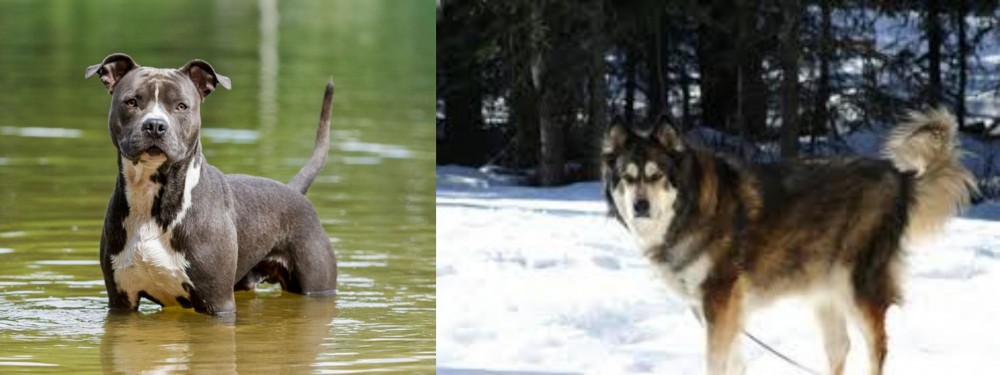 Mackenzie River Husky vs American Staffordshire Terrier - Breed Comparison