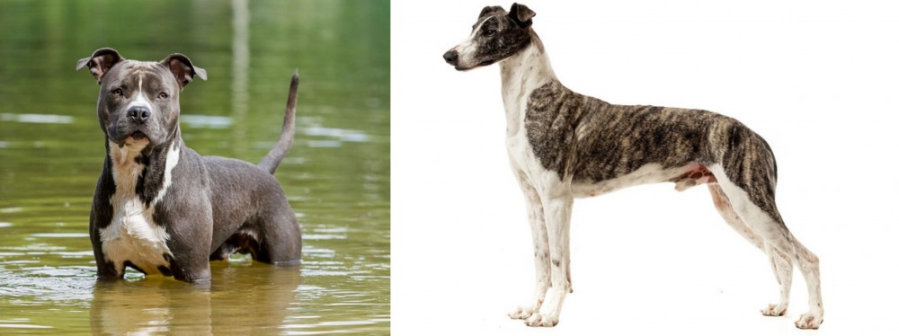 Magyar Agar vs American Staffordshire Terrier - Breed Comparison