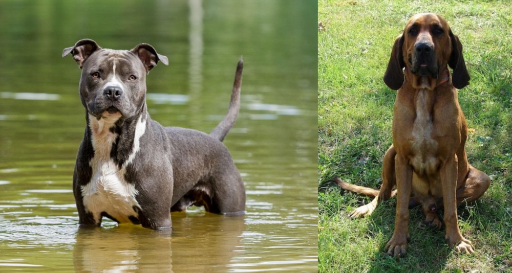 Majestic Tree Hound vs American Staffordshire Terrier - Breed Comparison