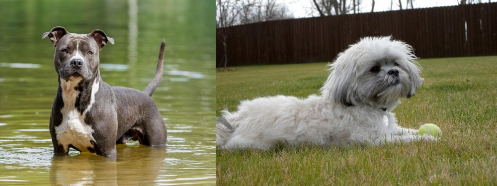 Mal-Shi vs American Staffordshire Terrier - Breed Comparison
