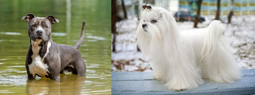 Maltese vs American Staffordshire Terrier - Breed Comparison