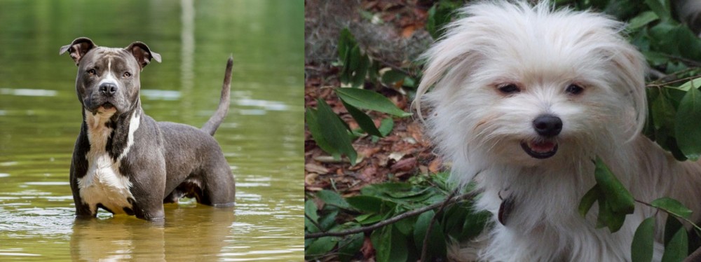 Malti-Pom vs American Staffordshire Terrier - Breed Comparison