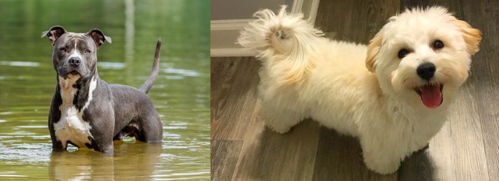 Maltipoo vs American Staffordshire Terrier - Breed Comparison