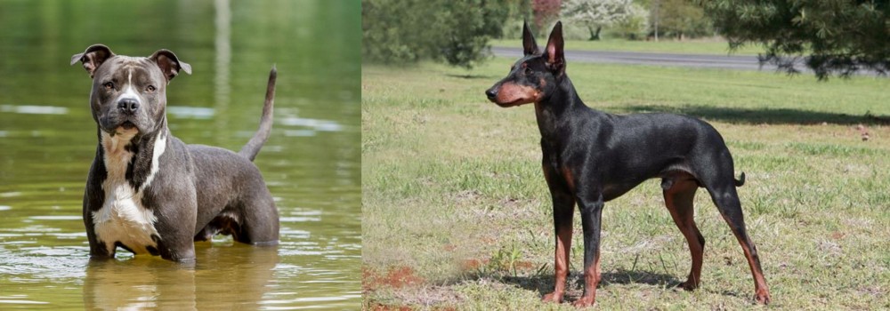 Manchester Terrier vs American Staffordshire Terrier - Breed Comparison