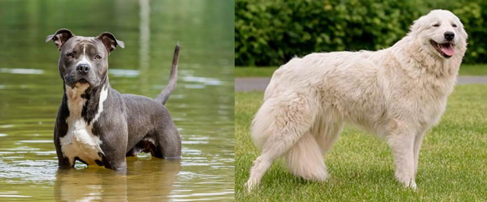Maremma Sheepdog vs American Staffordshire Terrier - Breed Comparison