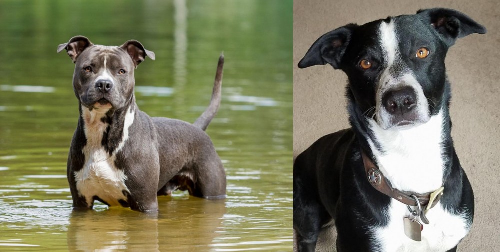 McNab vs American Staffordshire Terrier - Breed Comparison