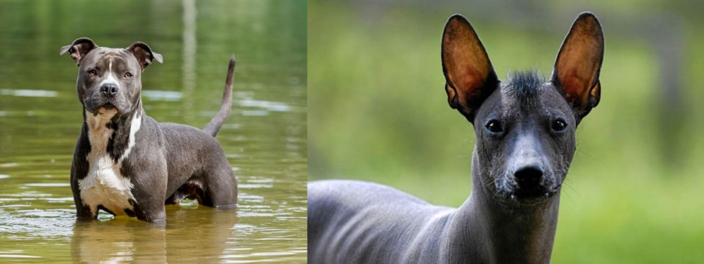 Mexican Hairless vs American Staffordshire Terrier - Breed Comparison